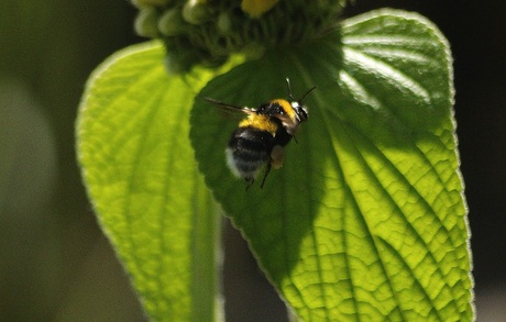 Bijtjes in de tuin