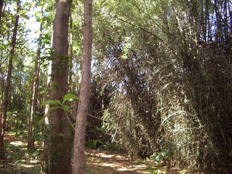 Bamboo bush