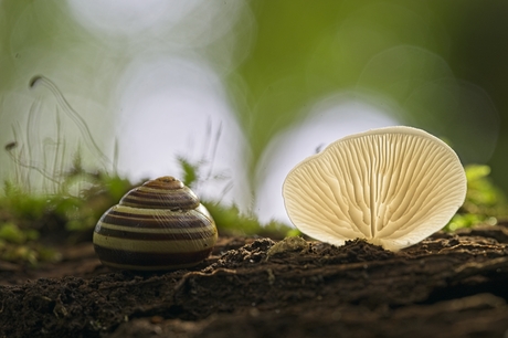 paddenstoelen en slakken