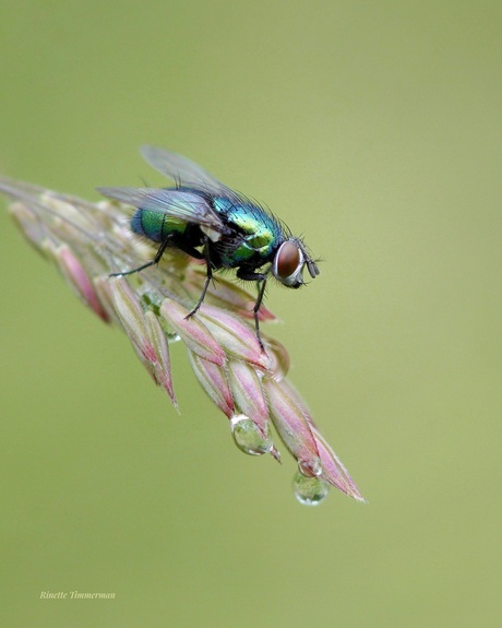 Groene vleesvlieg 