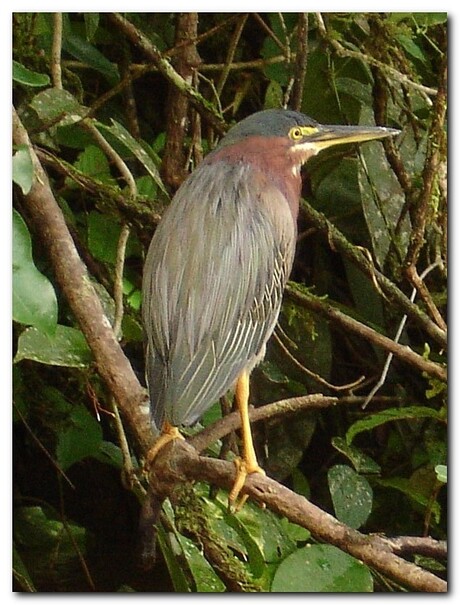 Costa Rica bird