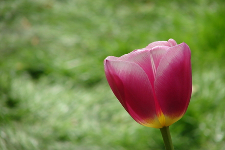 Tulp