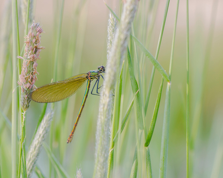 juffer in groen