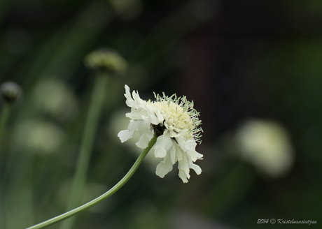 witte bloem