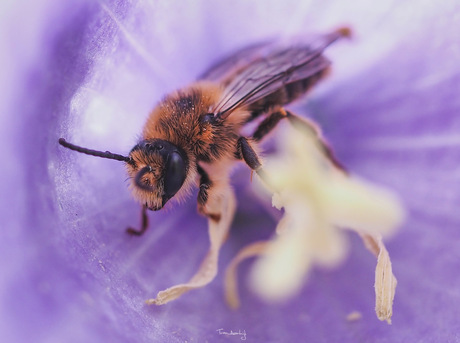 In de campanula bloem.