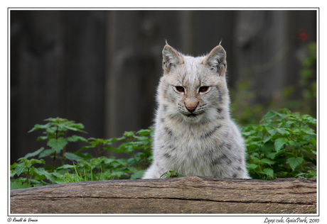 Lynx, jong, GaiaPark