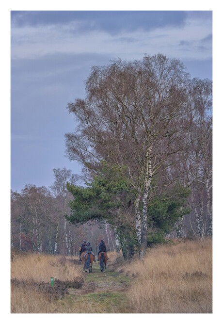Een ritje door het bos