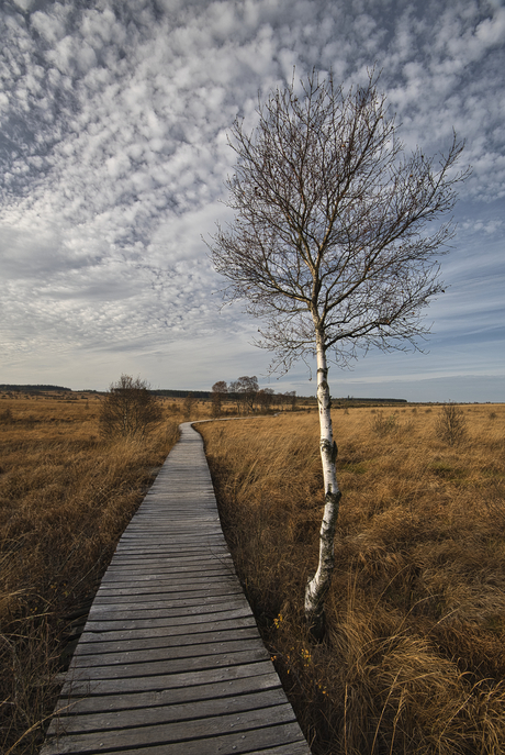 Hoge Venen in de herfst