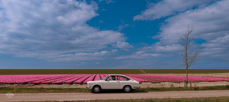 Tulpenvelden