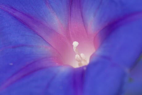Flashy purple flower