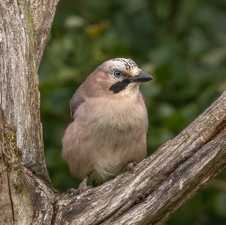 Angry Bird