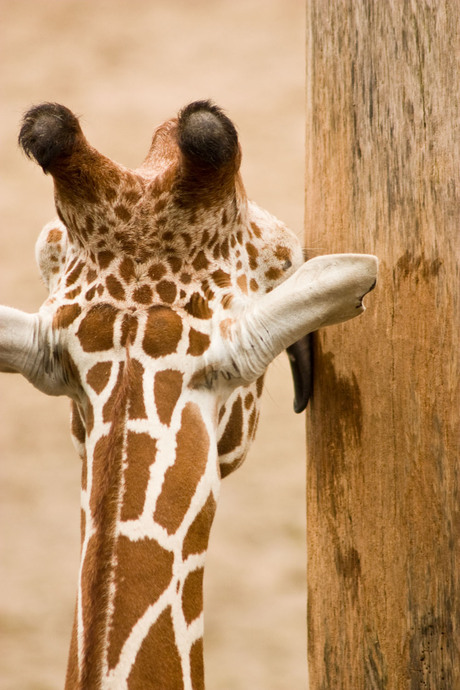 giraf in a'foort zoo