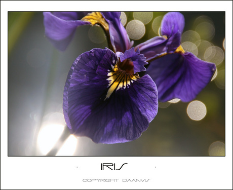 Iris