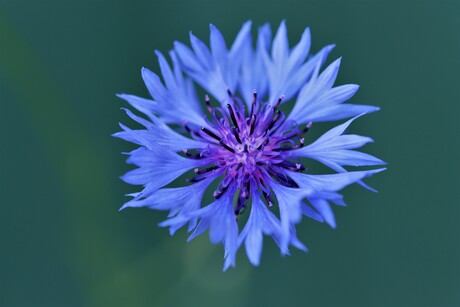 korenbloem blauw