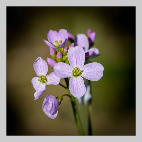 Pinksterbloem bloeit weer