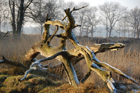 Natuurlijk Kunstwerk