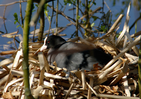 Meerkoet op nest