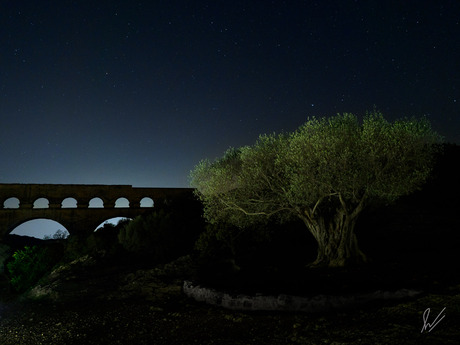 Eeuwenoude olijfboom bij Pont du Gard, Frankrijk