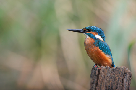 Ijsvogel