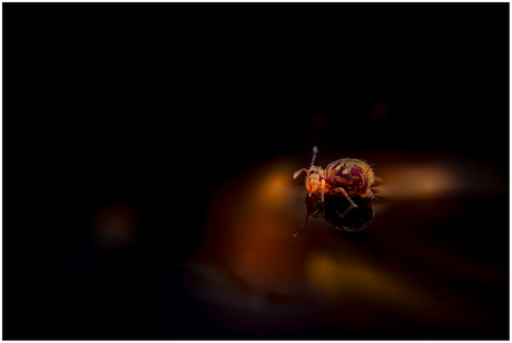 Springstaartje 27.....