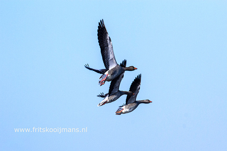 Vogels in rietplantsoen bij Burgum