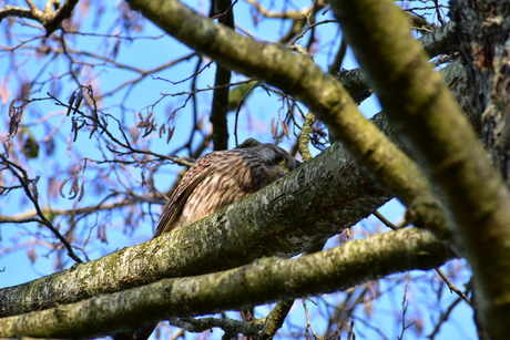 Roofvogeltje