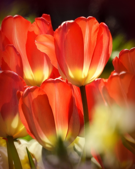 Tulpen in beeld