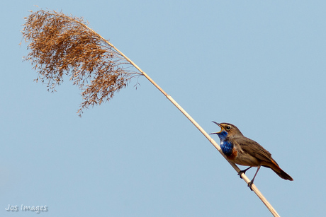 Uit volle (Blauw)borst