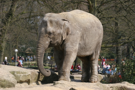 Olifant