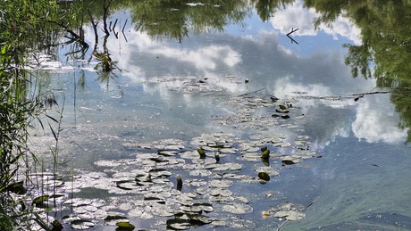 Waterplanten 