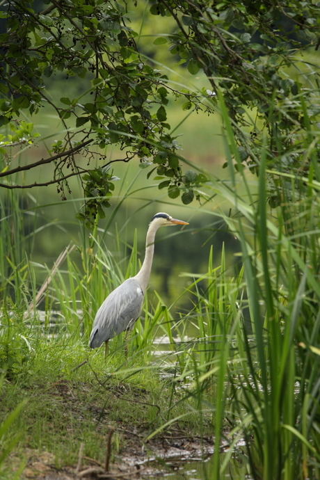 Reiger op jacht2