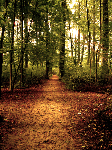 wandelpad in de herfst