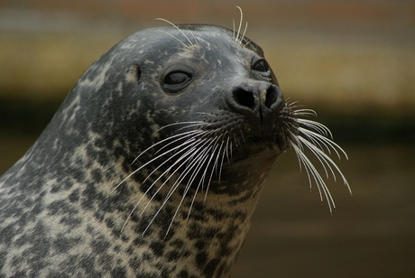 zeehond