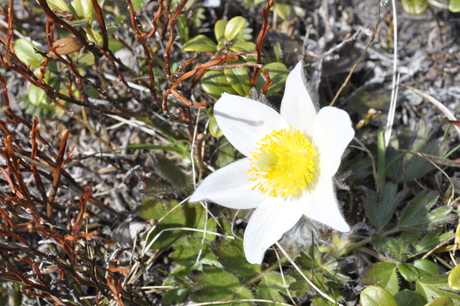 Mogop (Pulsatilla vernalis)