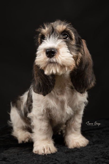 Petit Basset Griffon de Vendeen, puppie