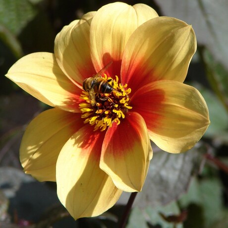 een bij op een dahlia