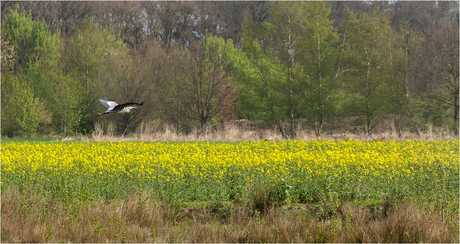 reiger