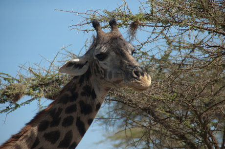 Giraffe in de Serengeti
