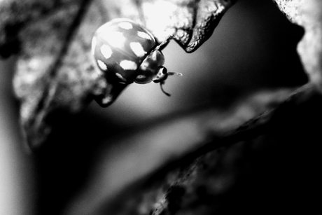 Black and White Ladybug
