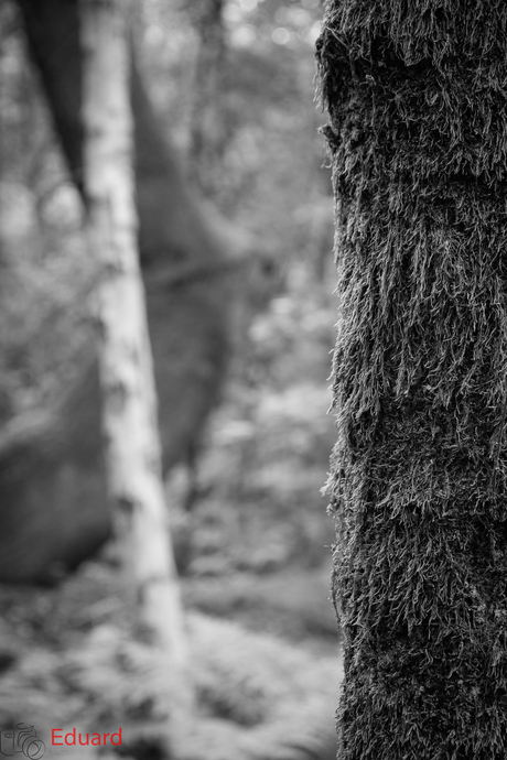 Hairy tree