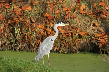 reiger in de herfst