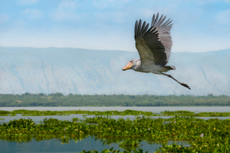 Shoebill in vlucht