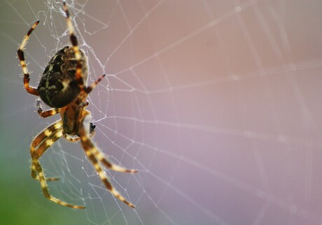 Spin in Spinneweb