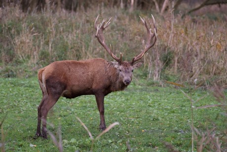 Edelhert bok