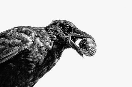 Crow with walnut