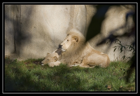 Ouwehands Dierenpark