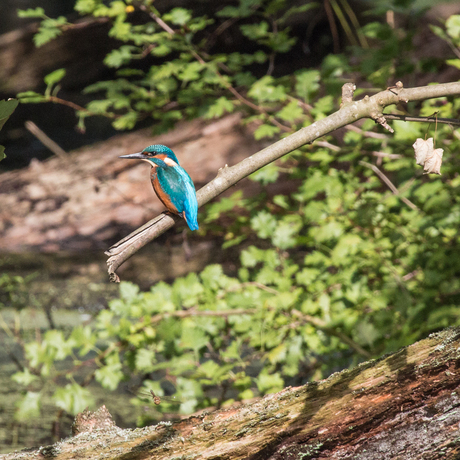 The return of the Kingfisher...