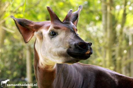 okapi