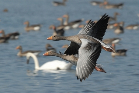 Gebroeders Gans