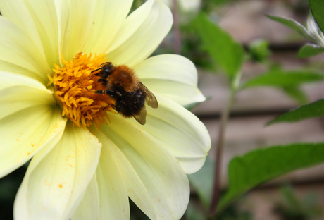 Hommel op aster.